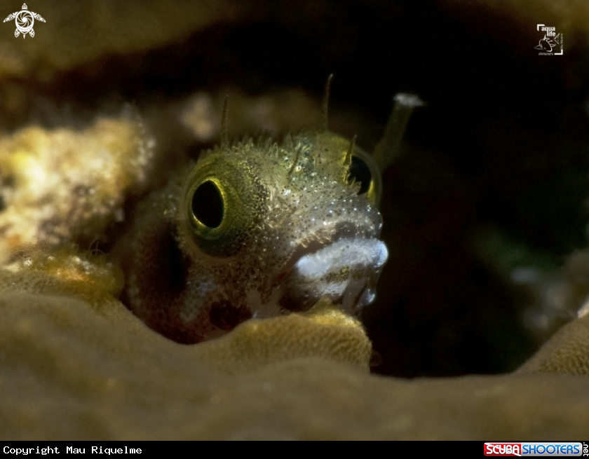A Spinyhead Blenny