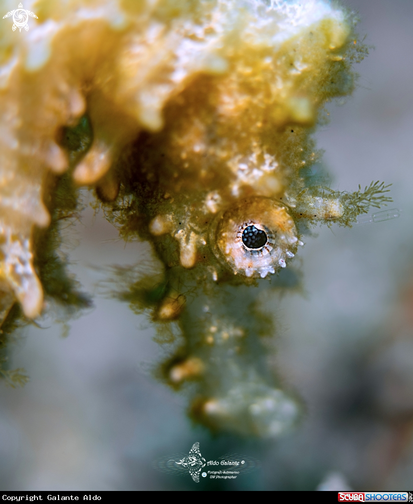 A Seahorse