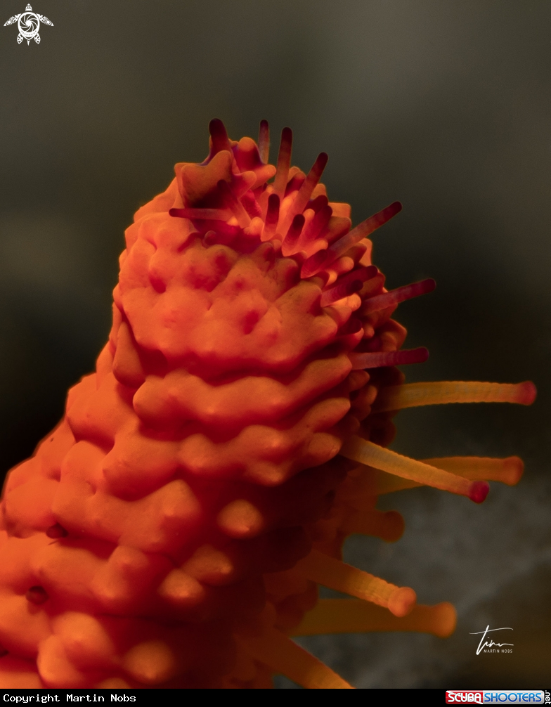 A Red Seastar