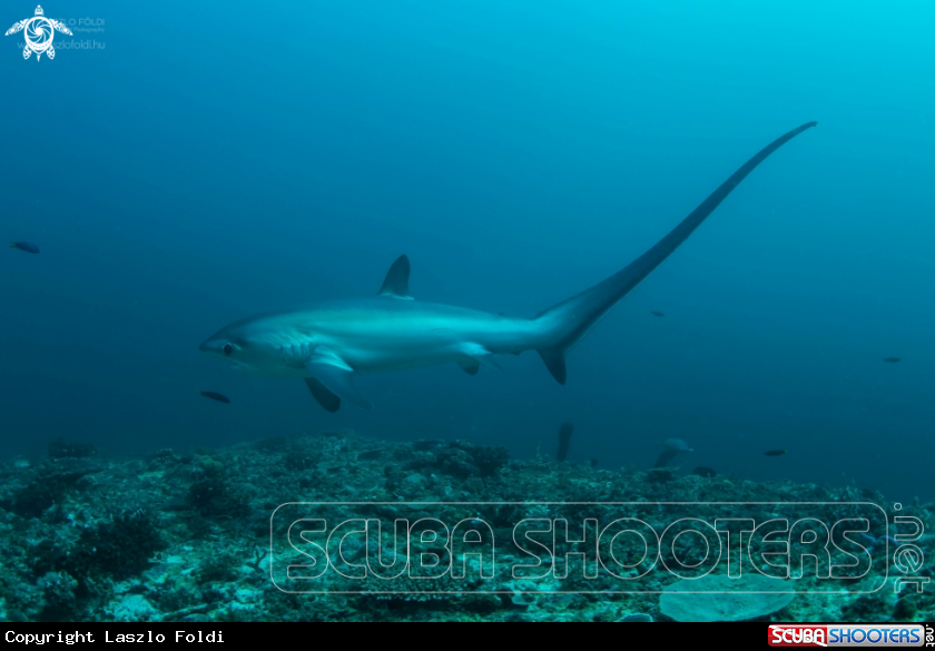 A Thresher shark