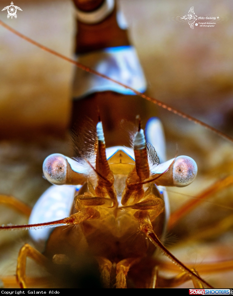 A Sexy Shrimp