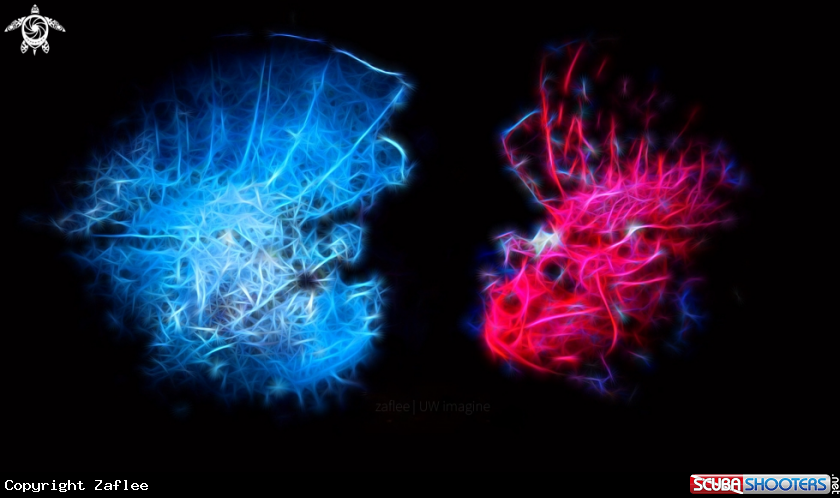 A leaf scorpionfish