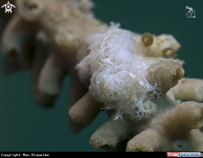 A Tufted Nudibranch