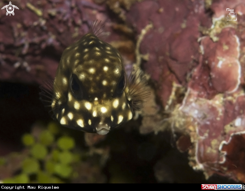 A Smooth Trunkfish
