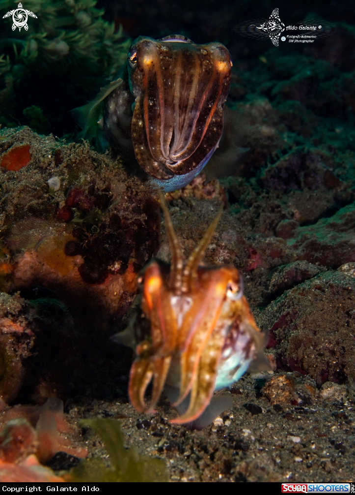 A Cuttlefish