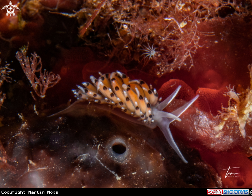 A Caloria elegans