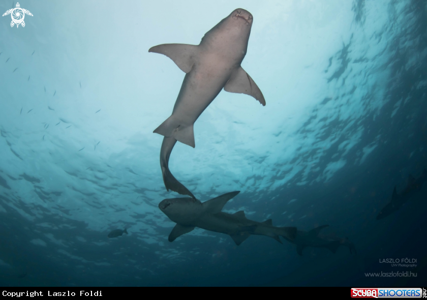 A Nurse Shark 