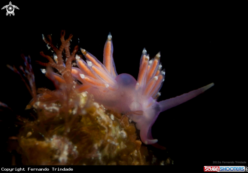 A underwater creature