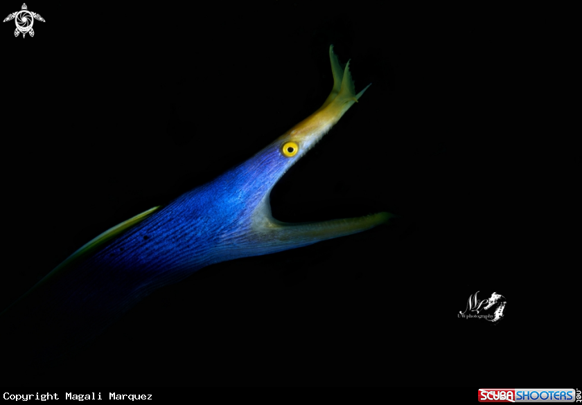 A Ribbon eel 