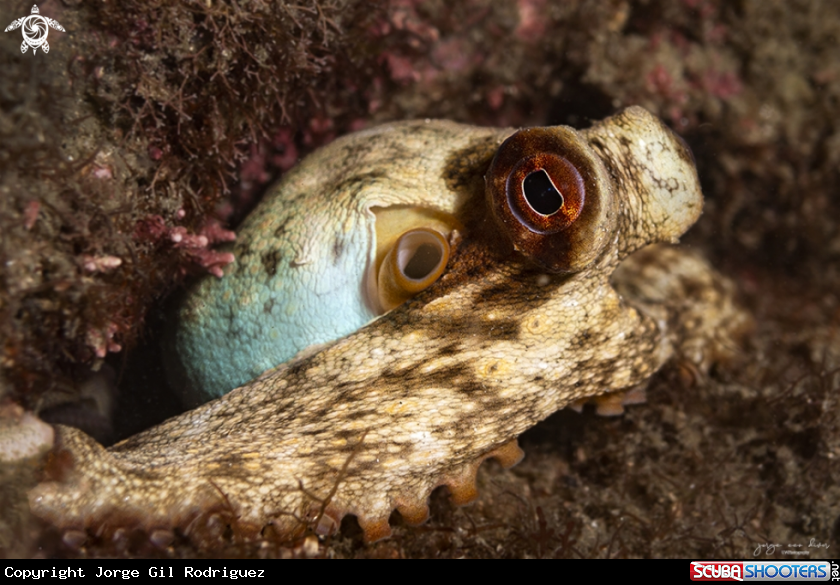A Common octopus