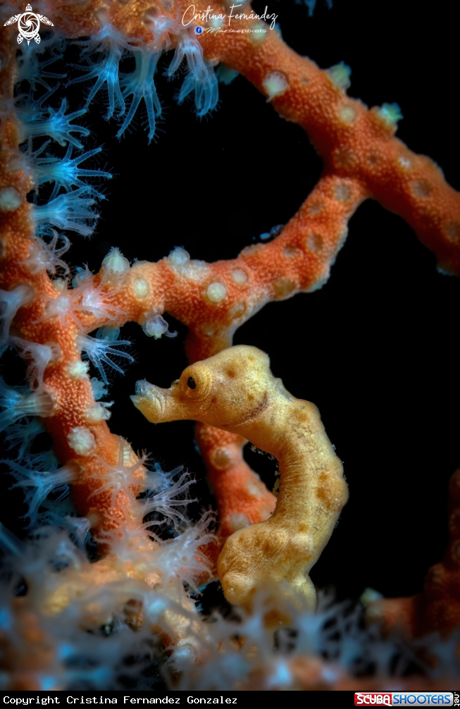 A Seahorse