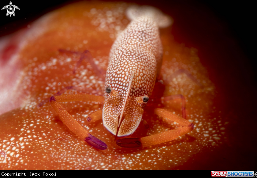 A Emperor shrimp