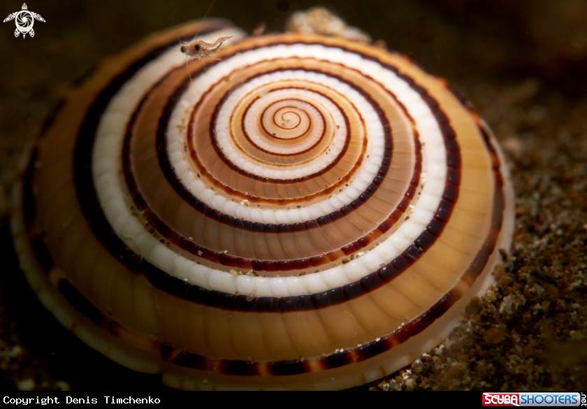 A SNAIL