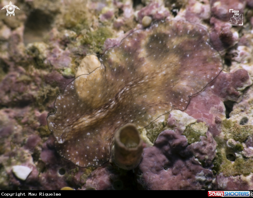 A Reticulated Flatworm