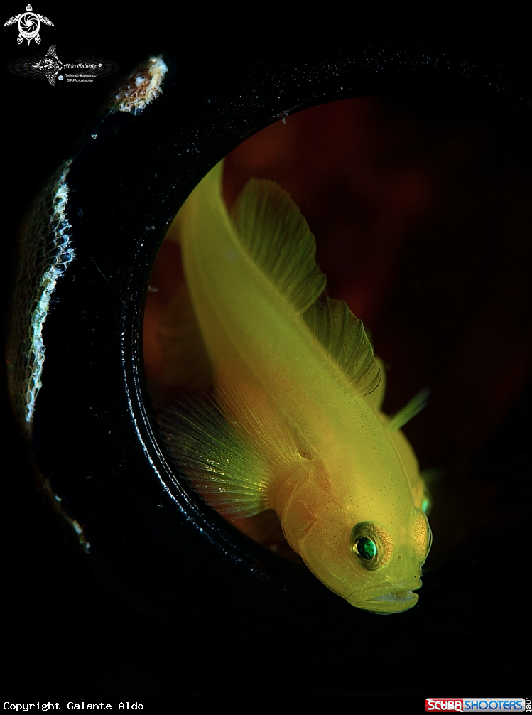A Yellow Pygmy Goby
