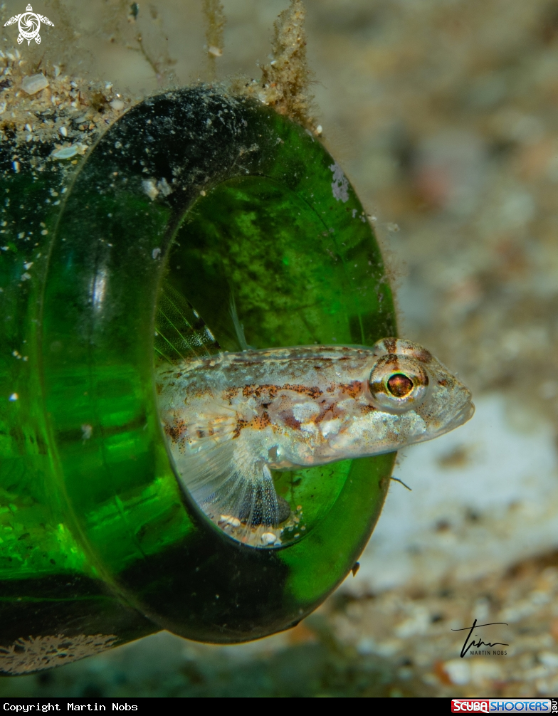 A Slender Goby