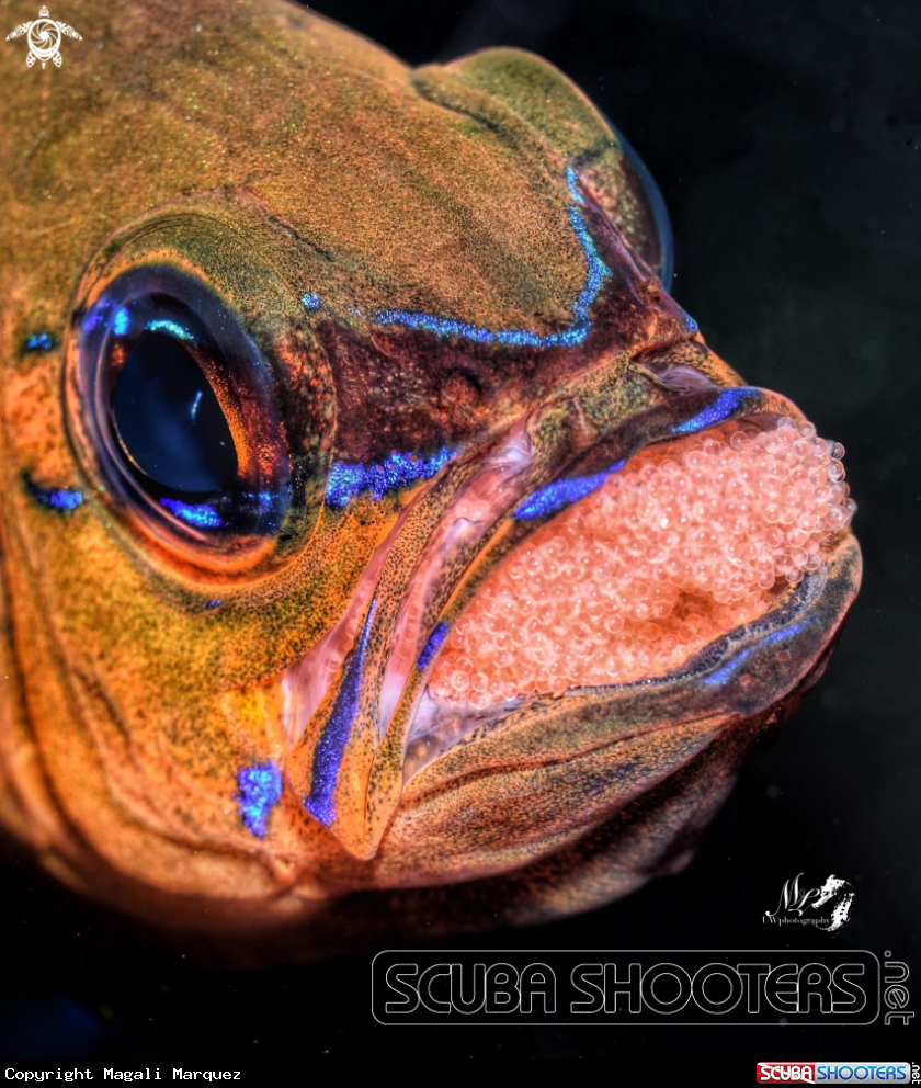 A Cardinalfish with eggs 