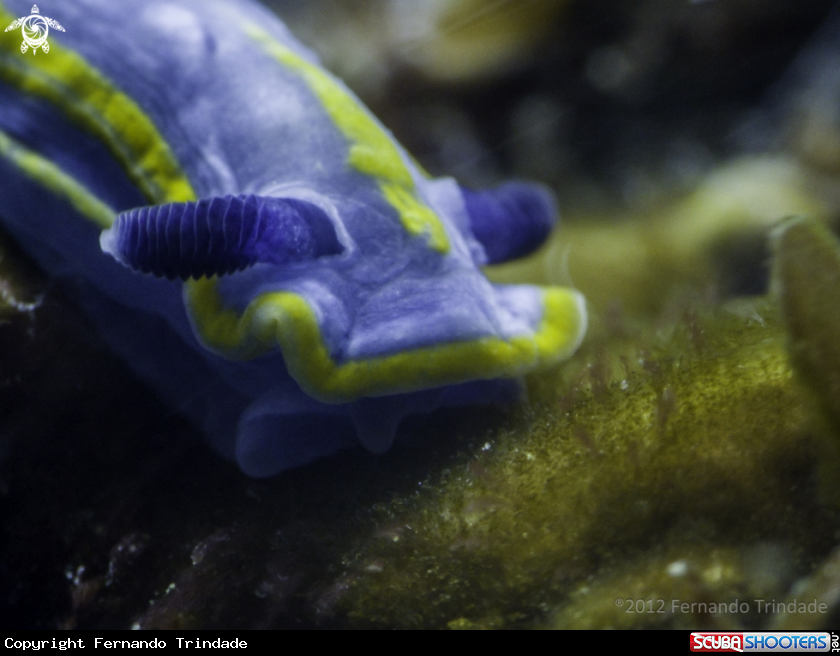 A underwater creature