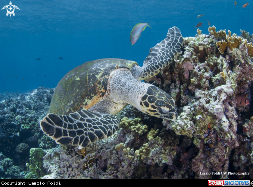 A Turtle 
