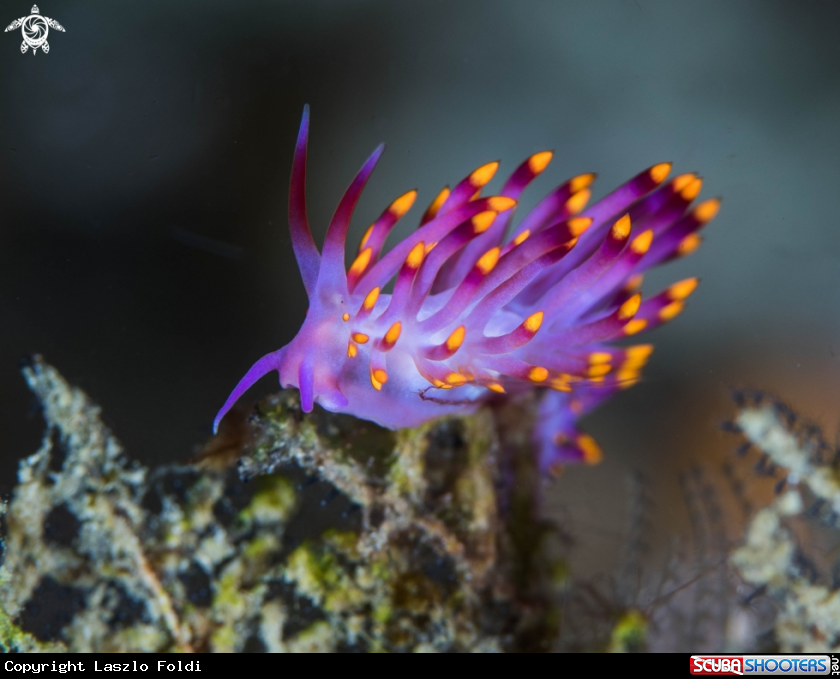 A Nudibranch