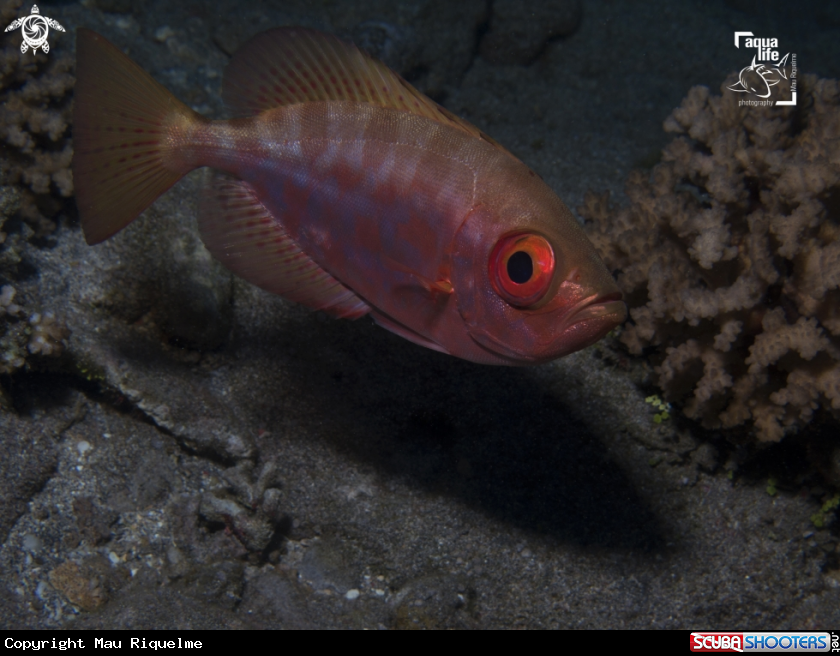 A Glass Bigeye / Mata uira