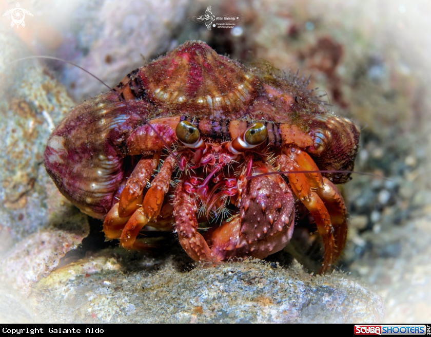 A Hermit Crab