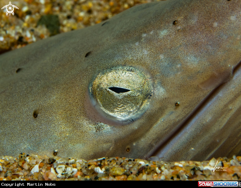 A Sand Snake Eel