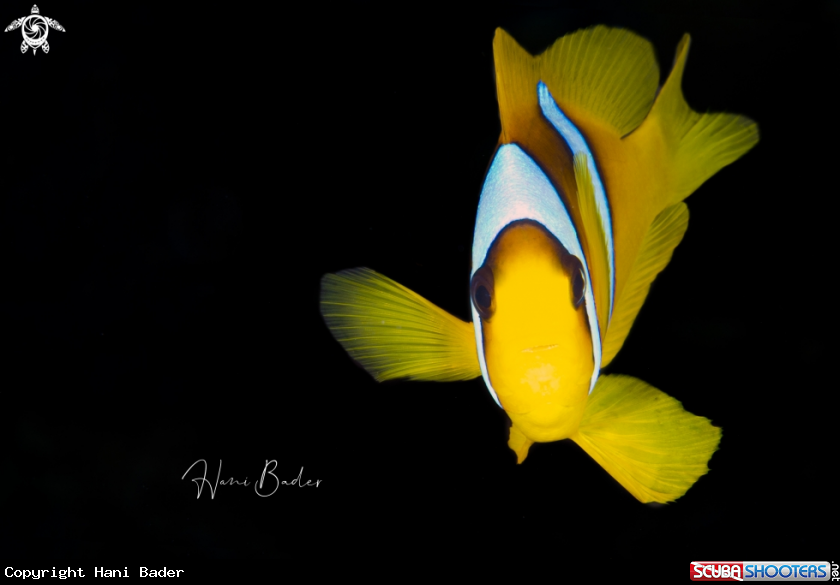 A Clown Fish