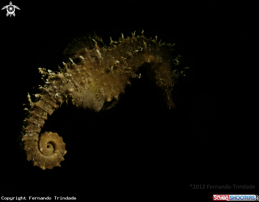 A Sea horse