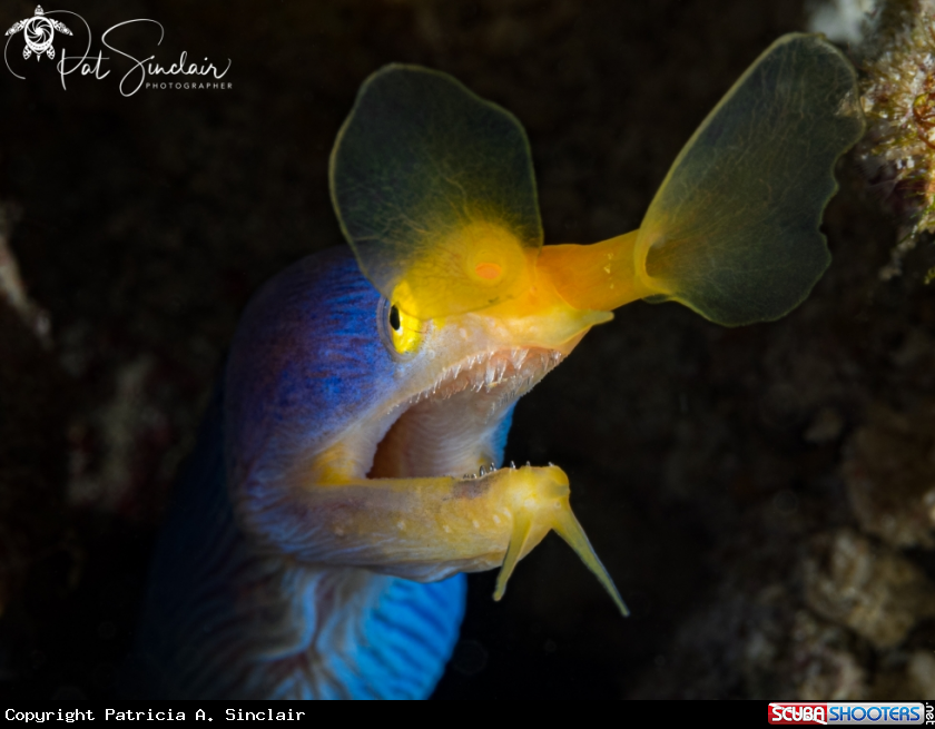 A Ribbon eel, adult