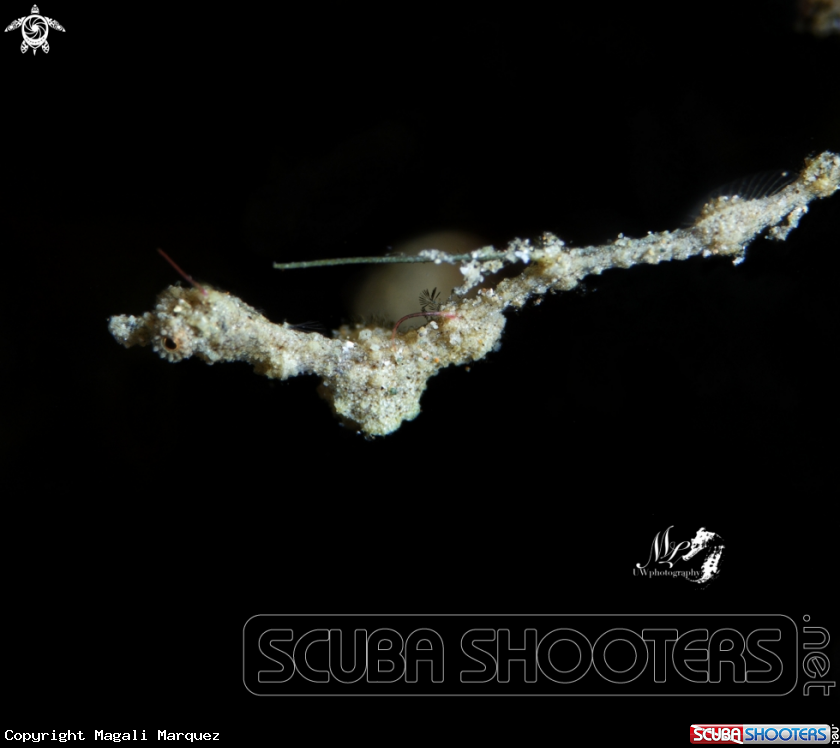 A Lembeh Sea Dragon 