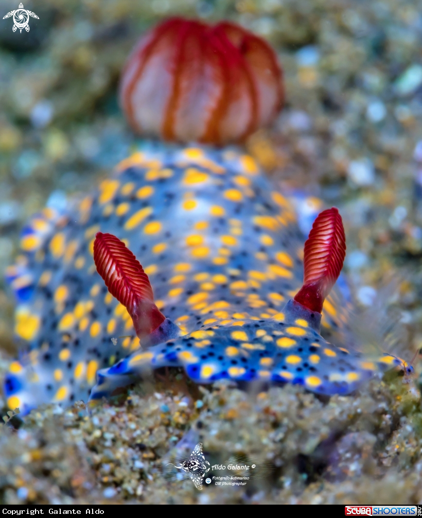 A Hypselodoris Nudibranch