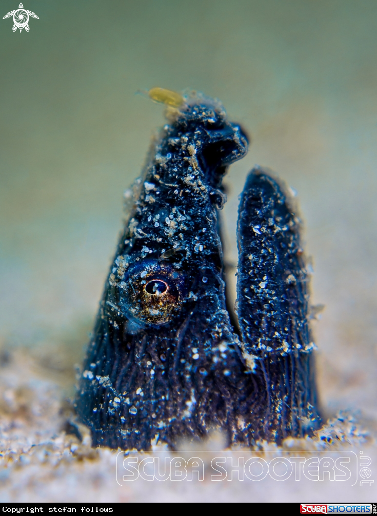 A Longfin Snake Eel