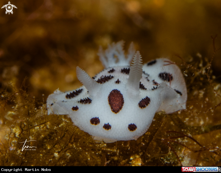 A Peltodoris atromaculata