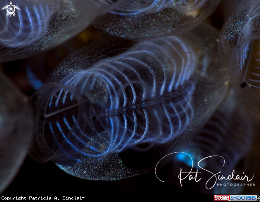 A tunicate