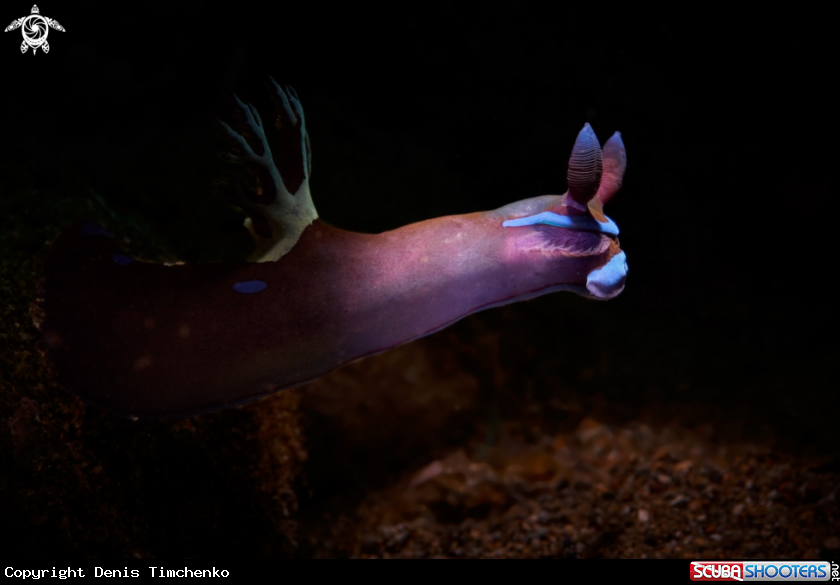 A NUDIBRANCH