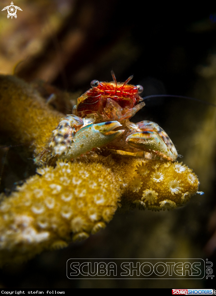 A Porcelain Crab