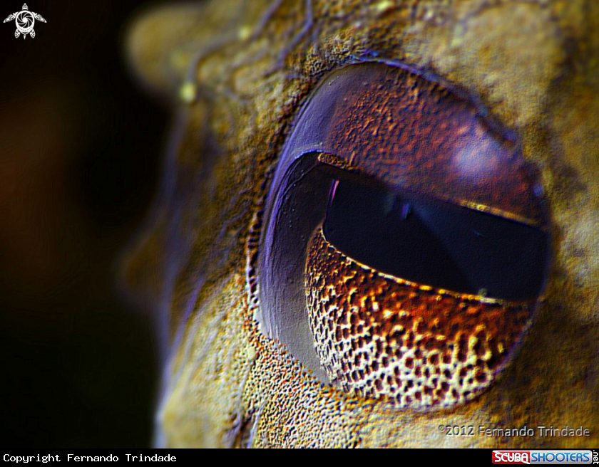 A Octopus