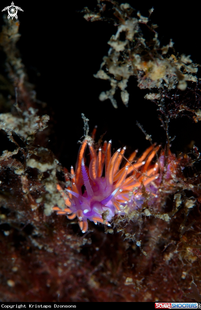A Paraflabellian ischitana nudibranch