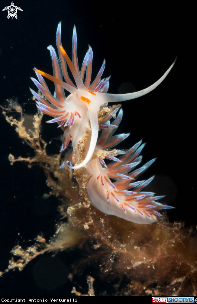 A Cratena Peregrina nudibranch