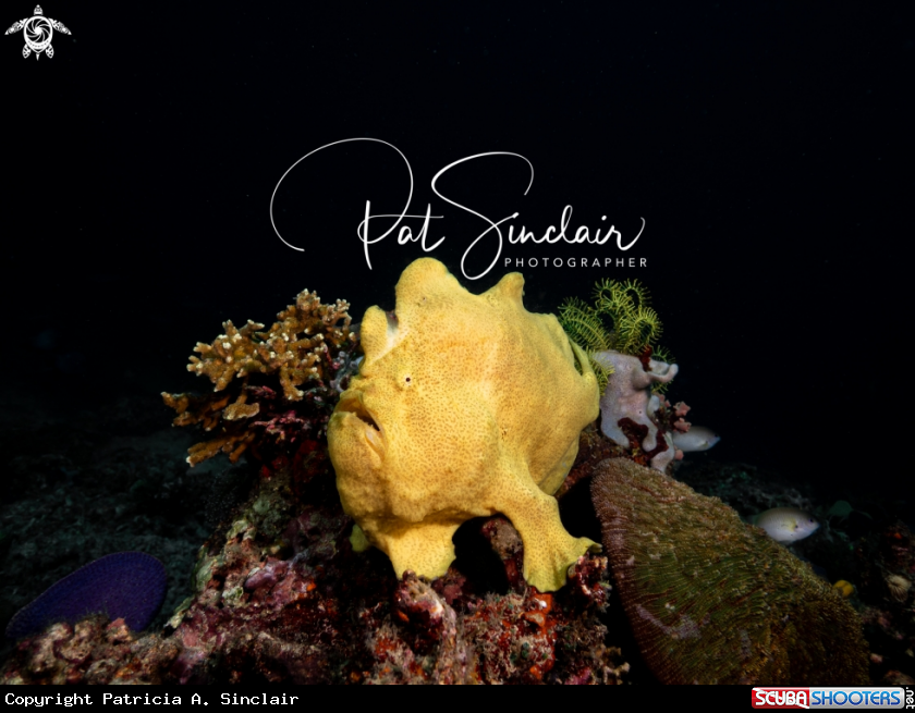 A Giant Frogfish