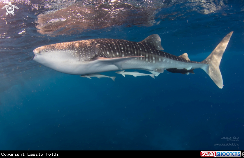 A Whale shark 