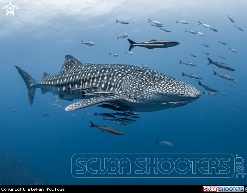 A Whale Shark