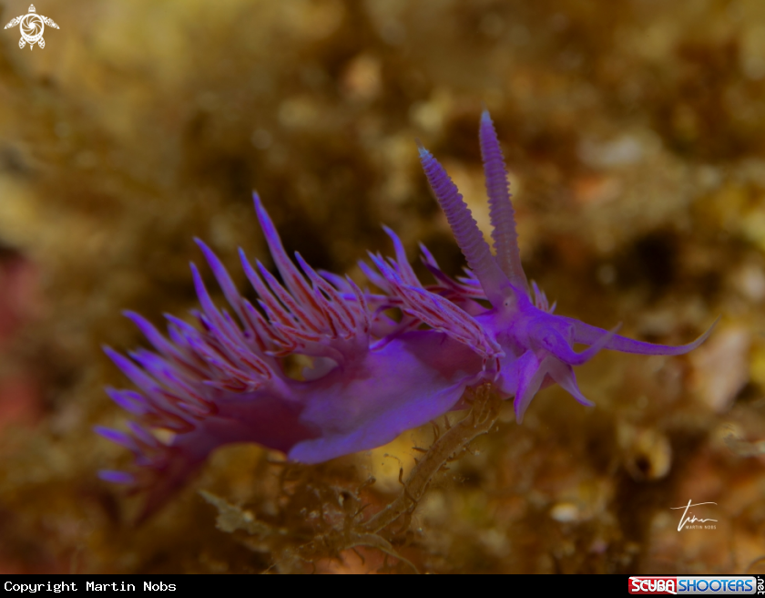 A Flabellina affinis