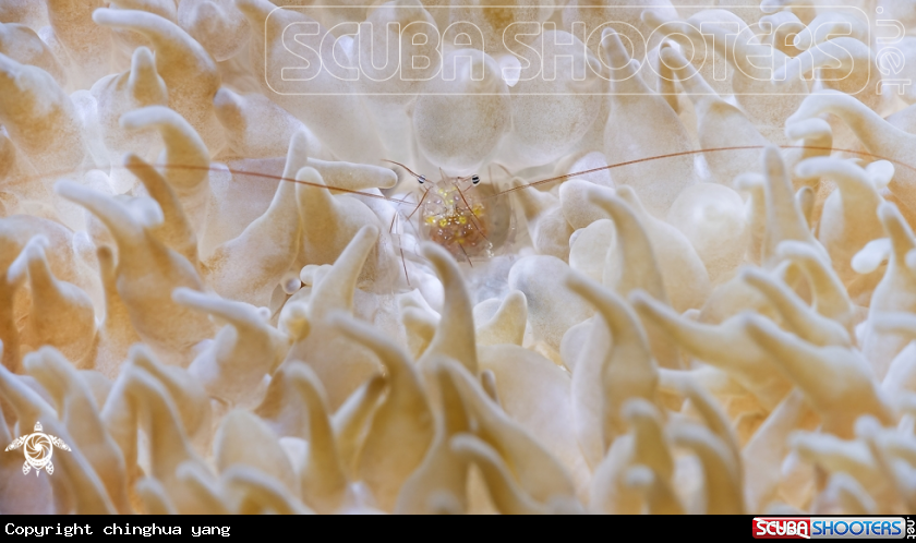 A bubblecoralshrimp