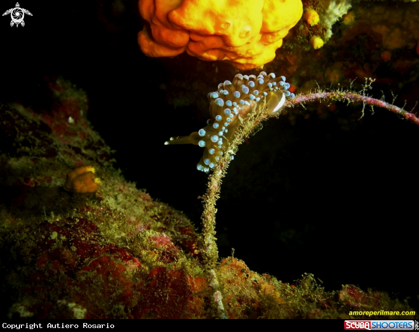 A Nudibranco