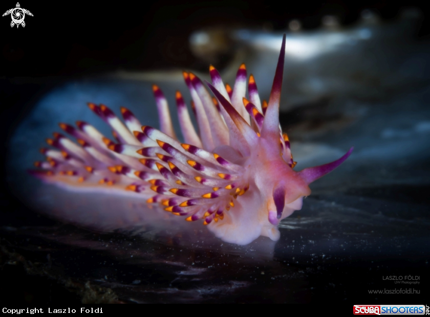 A Nudibranch