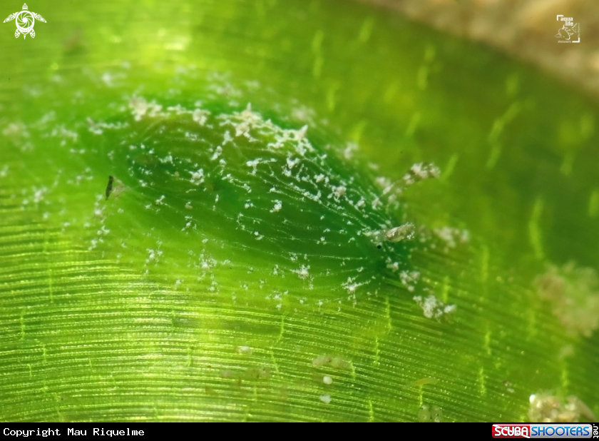 A Turtle Grass Seahare