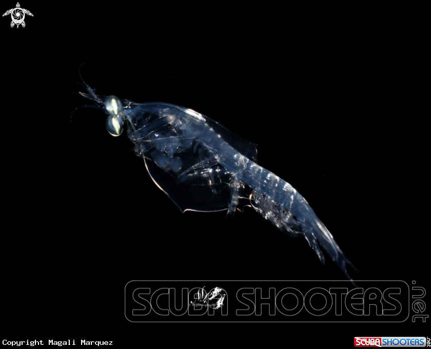 A Mantis Shrimp- Larvae  Stage 