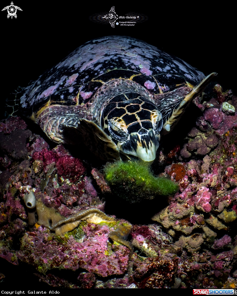 A Hawksbill Turtle